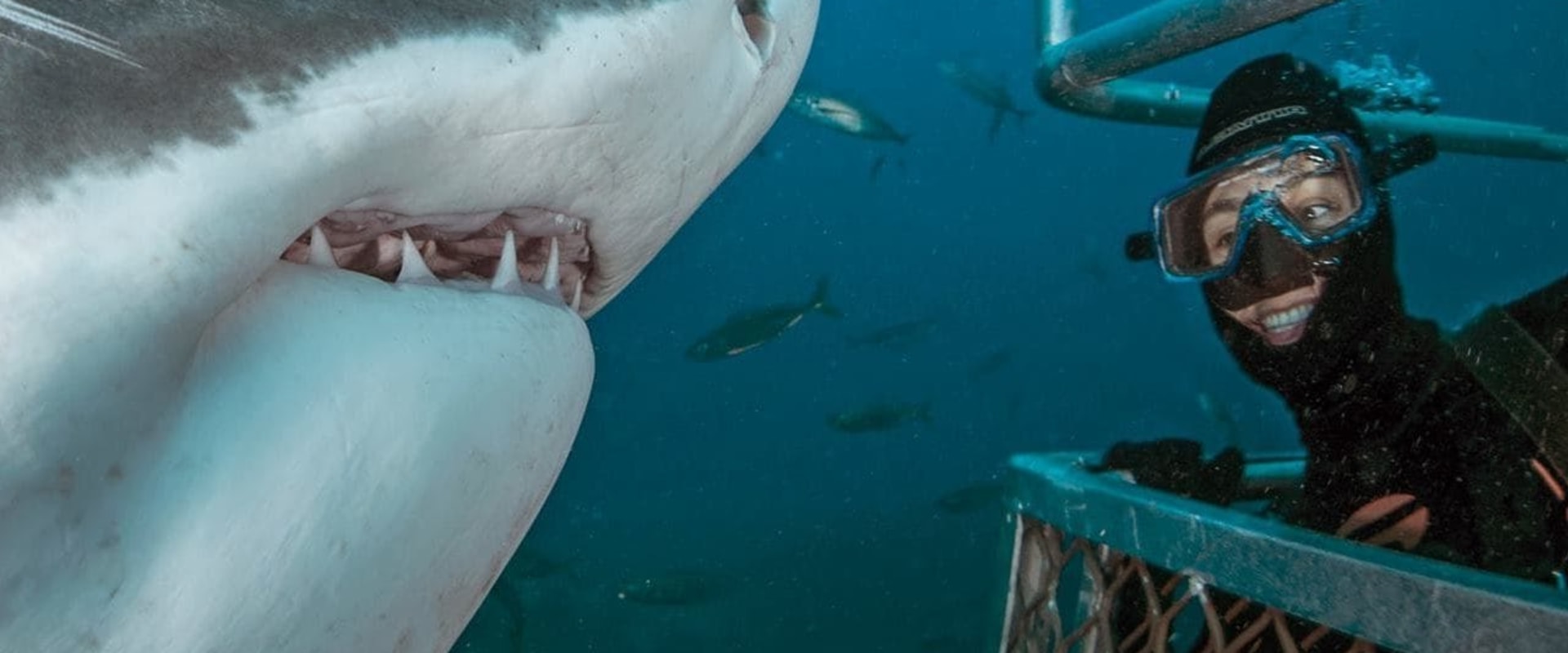 Shark Cage Diving in Port Lincoln: A Thrilling Adventure in Australia