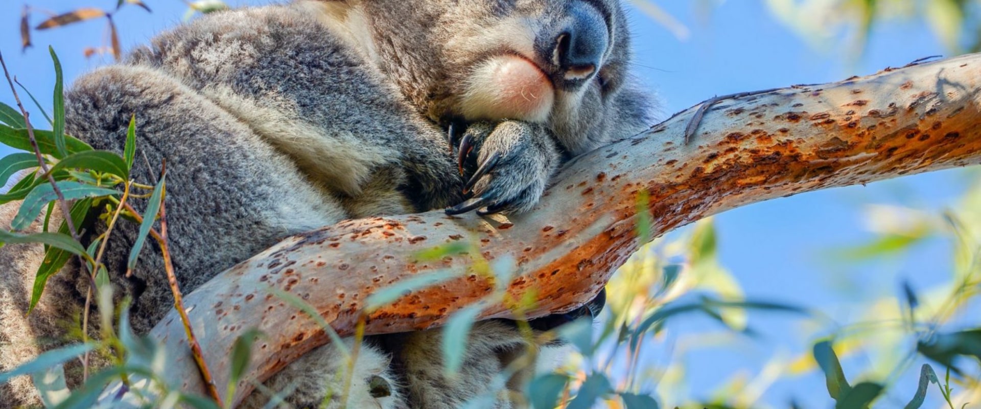 Koala Hospital in Port Macquarie: A Fascinating Look at Australia's Conservation Efforts