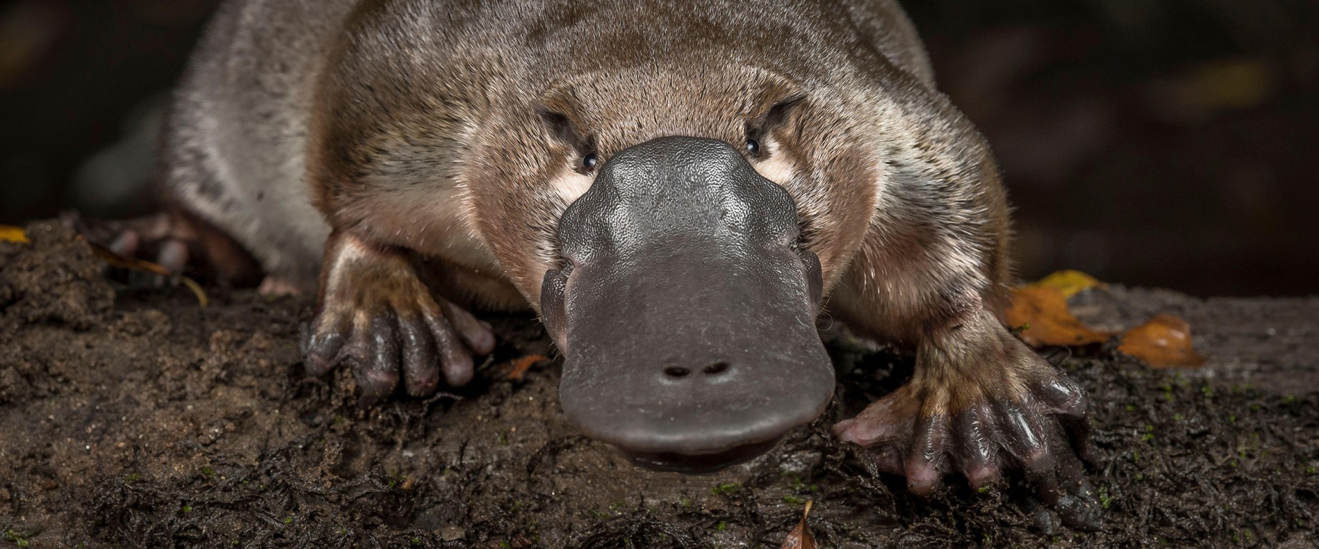 Discover the Fascinating World of the Platypus