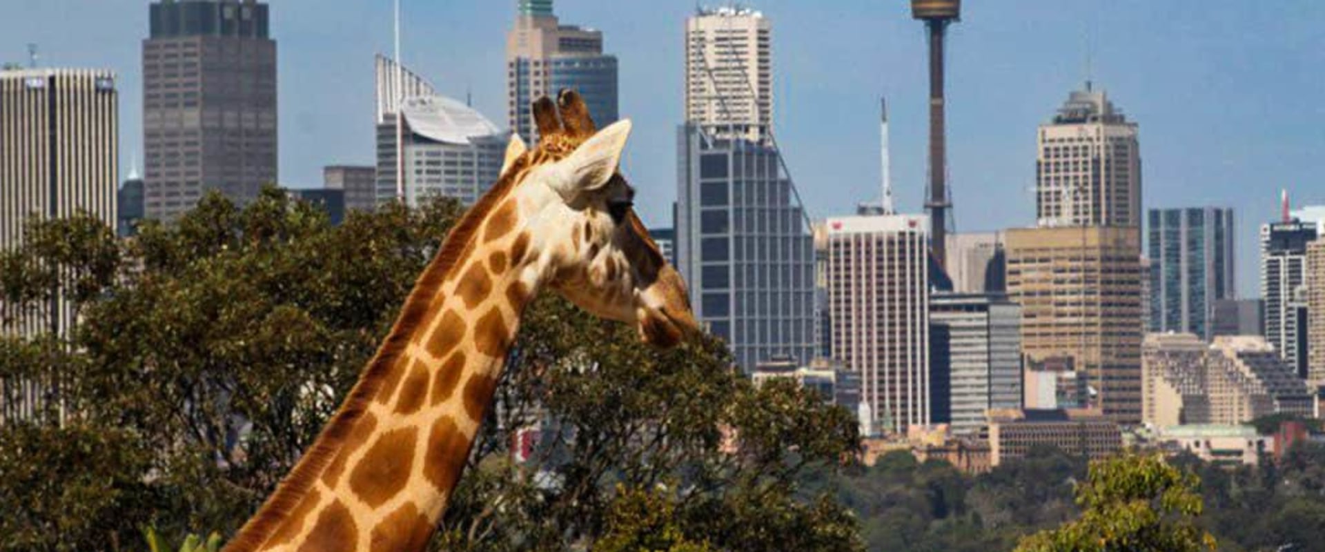 Exploring the Conservation Programs at Taronga Zoo