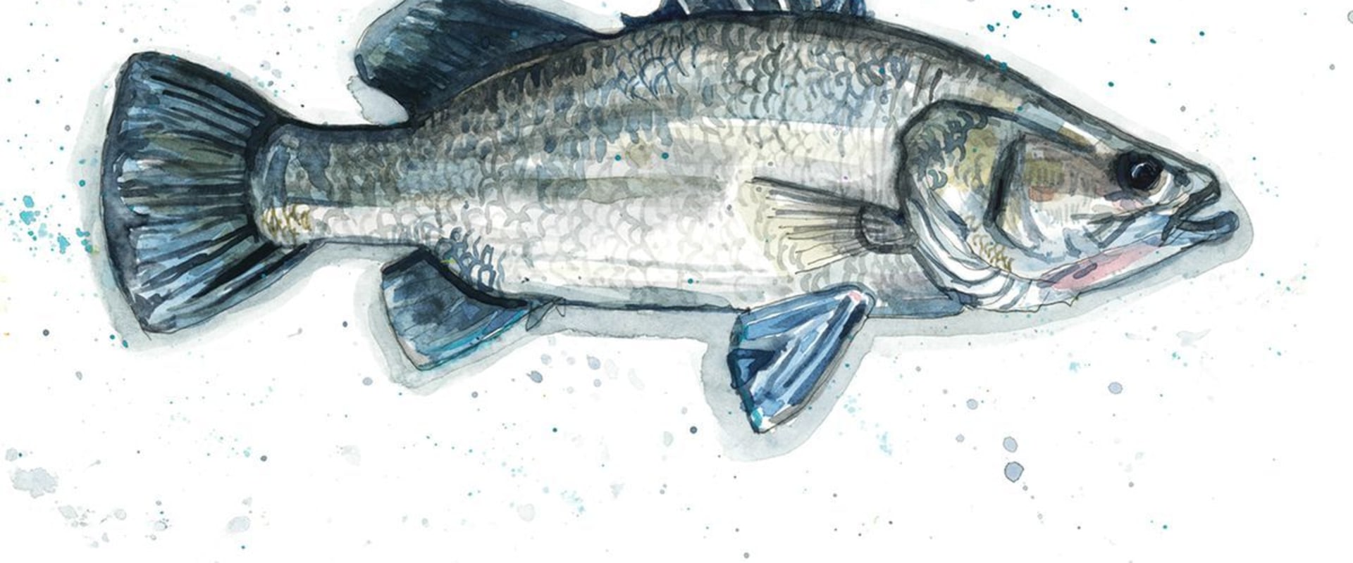 Discovering the Delicious World of Barramundi in Northern Territory