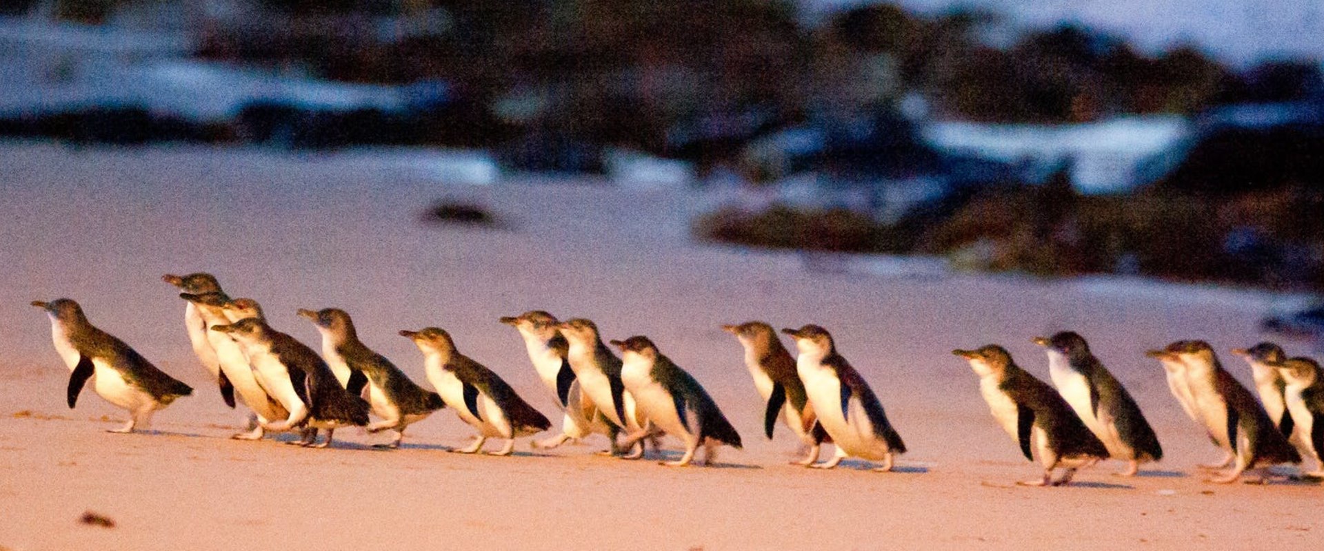 Discover the Magic of Phillip Island Penguin Parade