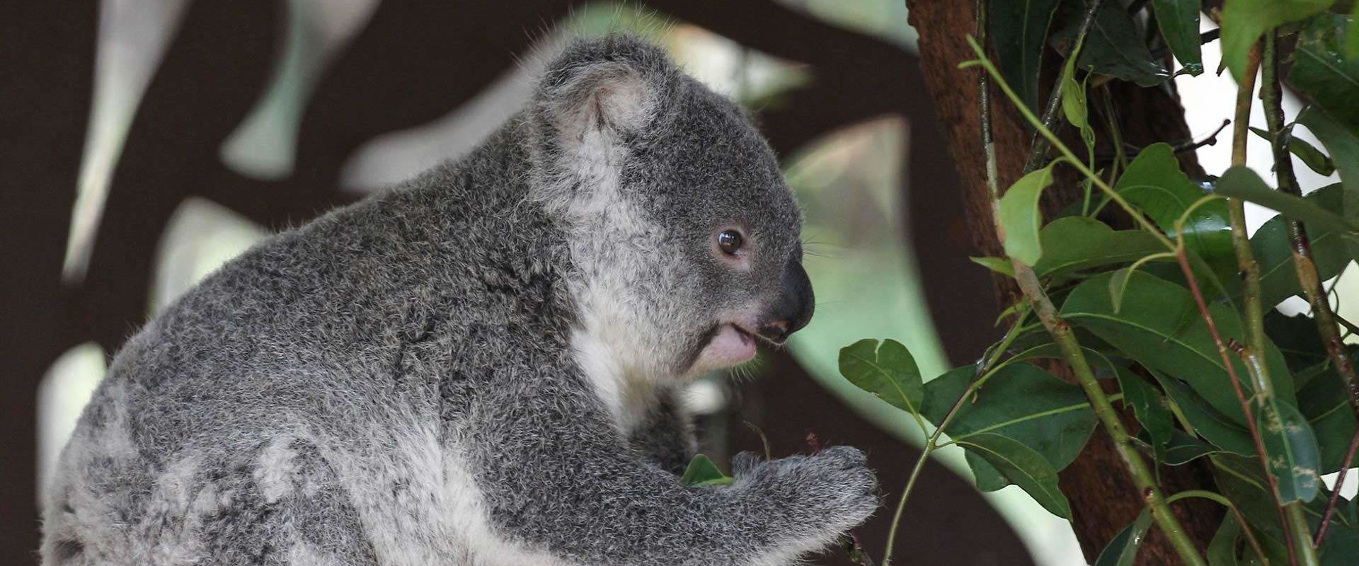 Lone Pine Koala Sanctuary - Whilst the Tasmanian devil may look