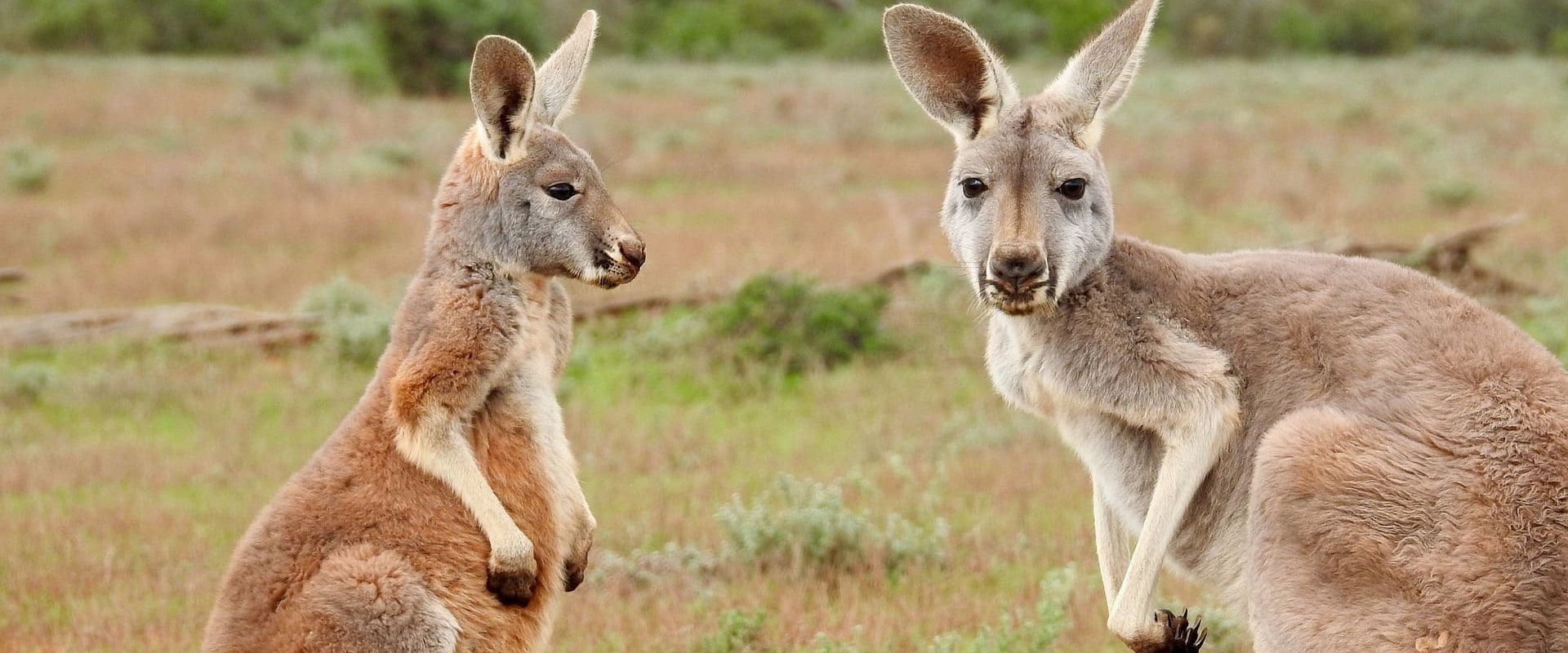 All You Need to Know about Kangaroos