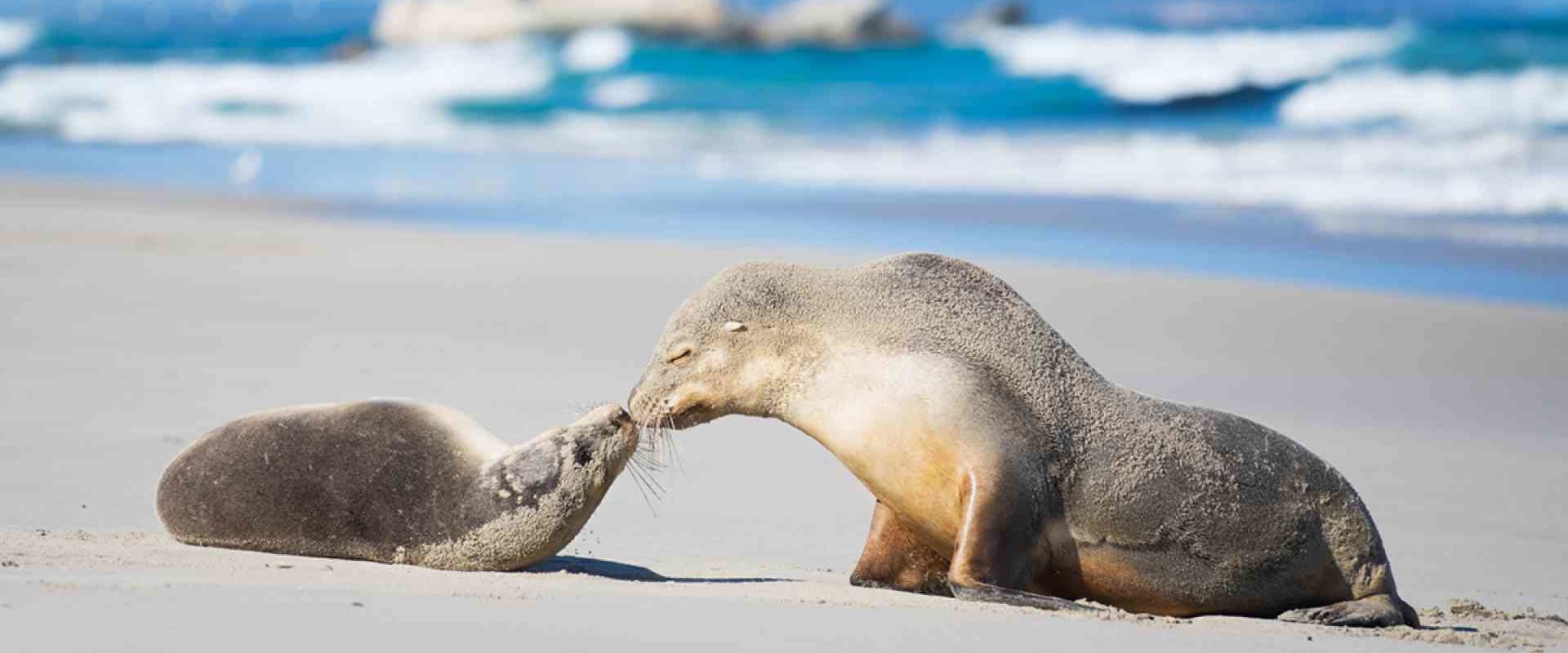 Discover the Beauty of Kangaroo Island