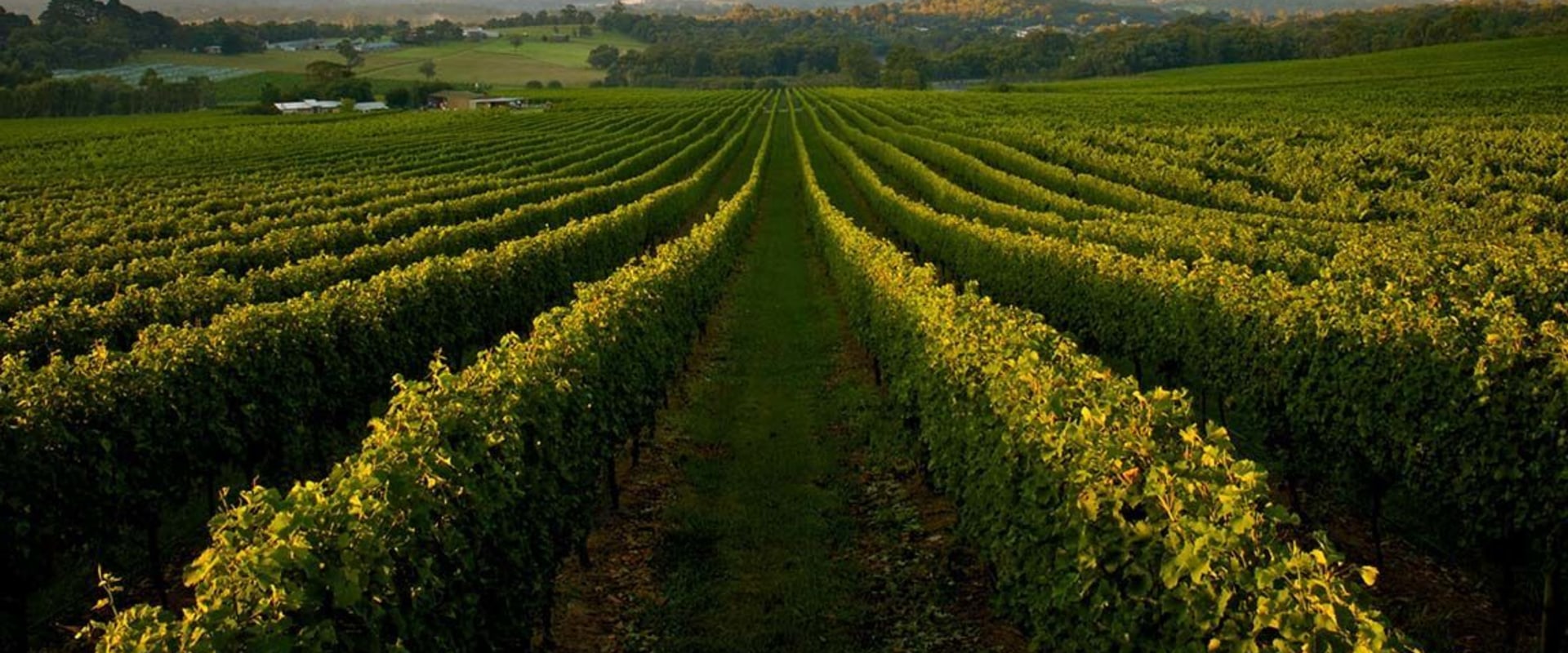 Discover the Diverse Wine Regions of Australia