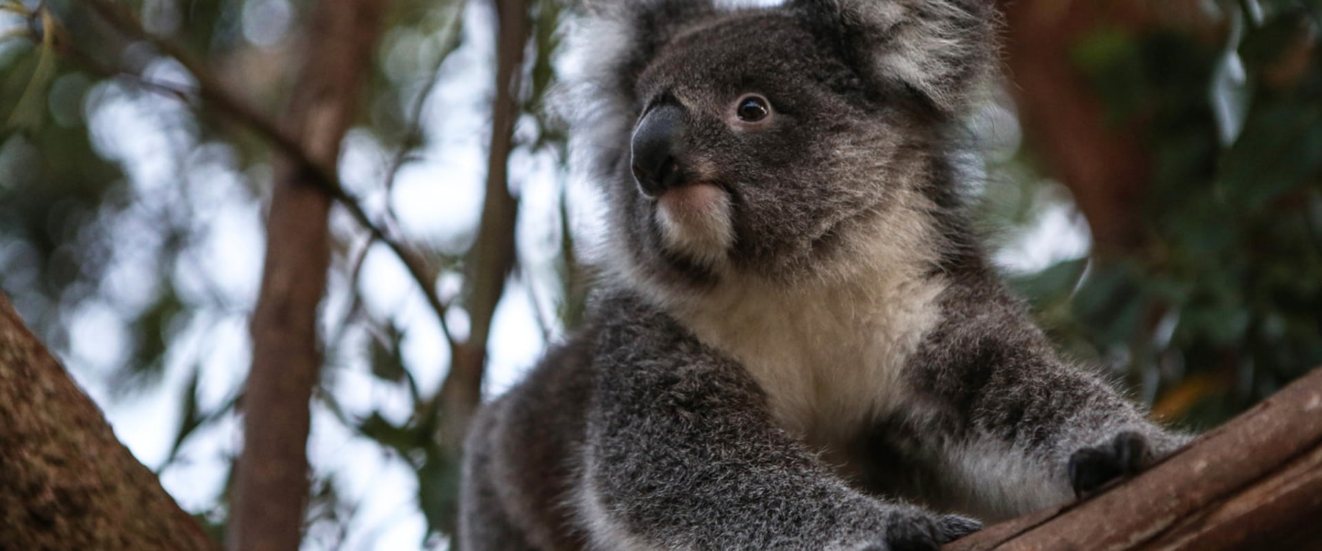 Koalas: The Unique Australian Wildlife You Need to Know About