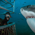 Shark Cage Diving in Port Lincoln: A Thrilling Adventure in Australia