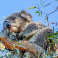 Koala Hospital in Port Macquarie: A Fascinating Look at Australia's Conservation Efforts