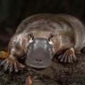 Discover the Fascinating World of the Platypus