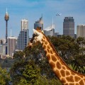 Exploring the Conservation Programs at Taronga Zoo