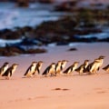 Discover the Magic of Phillip Island Penguin Parade