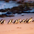 Discover the Magic of Phillip Island Penguin Parade