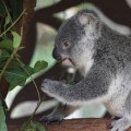 Discovering the Wonders of Lone Pine Koala Sanctuary