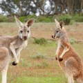 All You Need to Know about Kangaroos