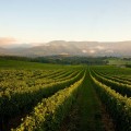 Discover the Diverse Wine Regions of Australia