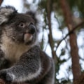 Koalas: The Unique Australian Wildlife You Need to Know About