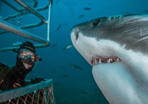 Shark Cage Diving in Port Lincoln: A Thrilling Adventure in Australia