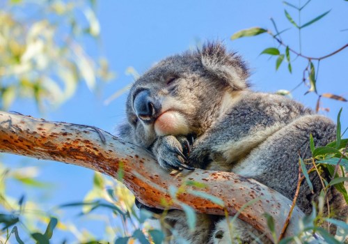 Koala Hospital in Port Macquarie: A Fascinating Look at Australia's Conservation Efforts