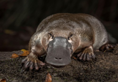 Discover the Fascinating World of the Platypus