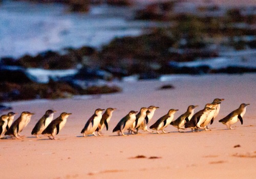Discover the Magic of Phillip Island Penguin Parade