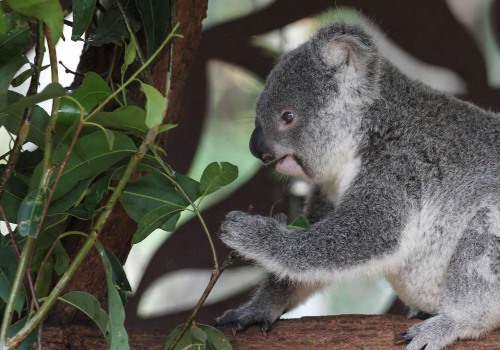 Discovering the Wonders of Lone Pine Koala Sanctuary