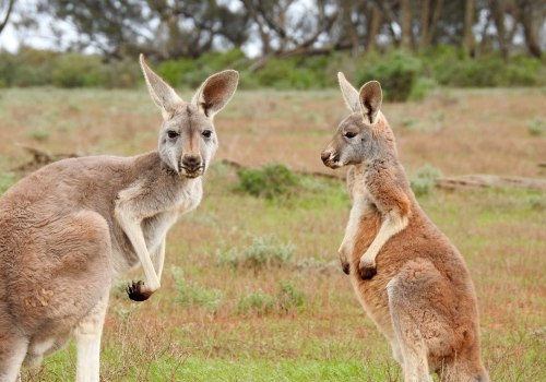 All You Need to Know about Kangaroos