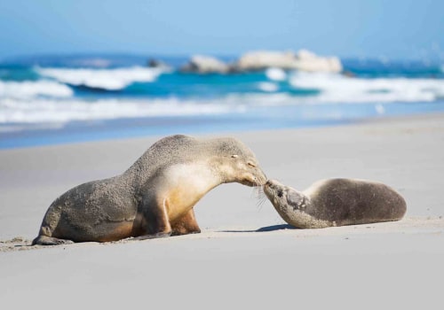 Discover the Beauty of Kangaroo Island