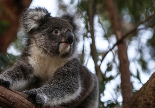 Koalas: The Unique Australian Wildlife You Need to Know About